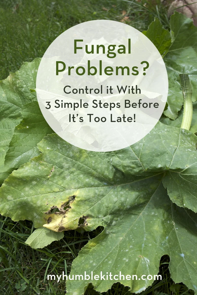 Effective Methods for Treating White Spots on Zucchini Leaves