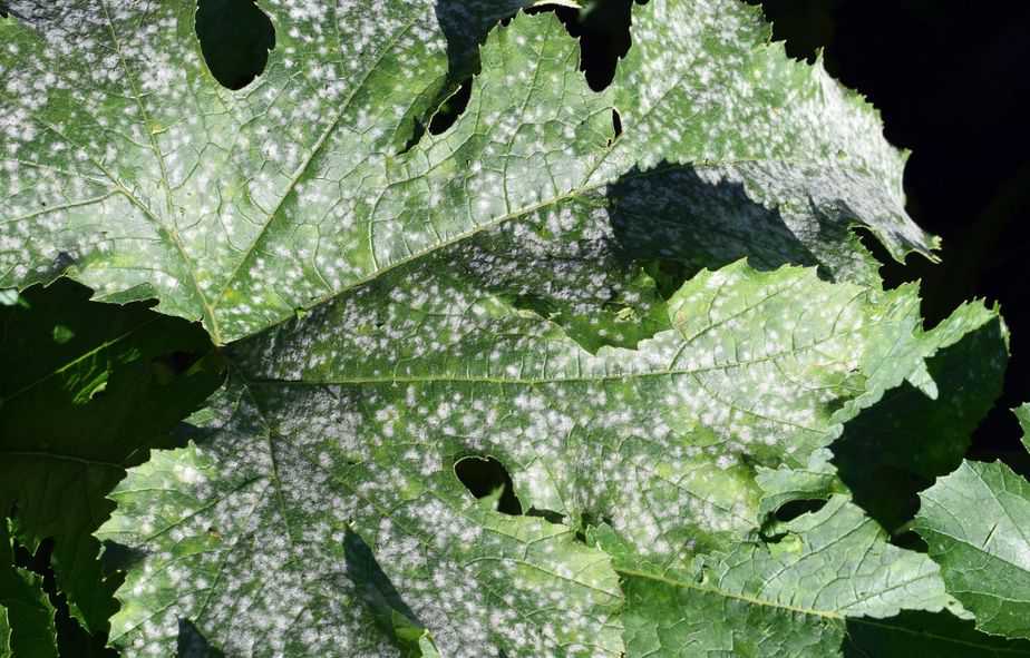 Effective Methods for Treating White Spots on Zucchini Leaves Effective Methods for Treating White Spots on Zucchini Leaves