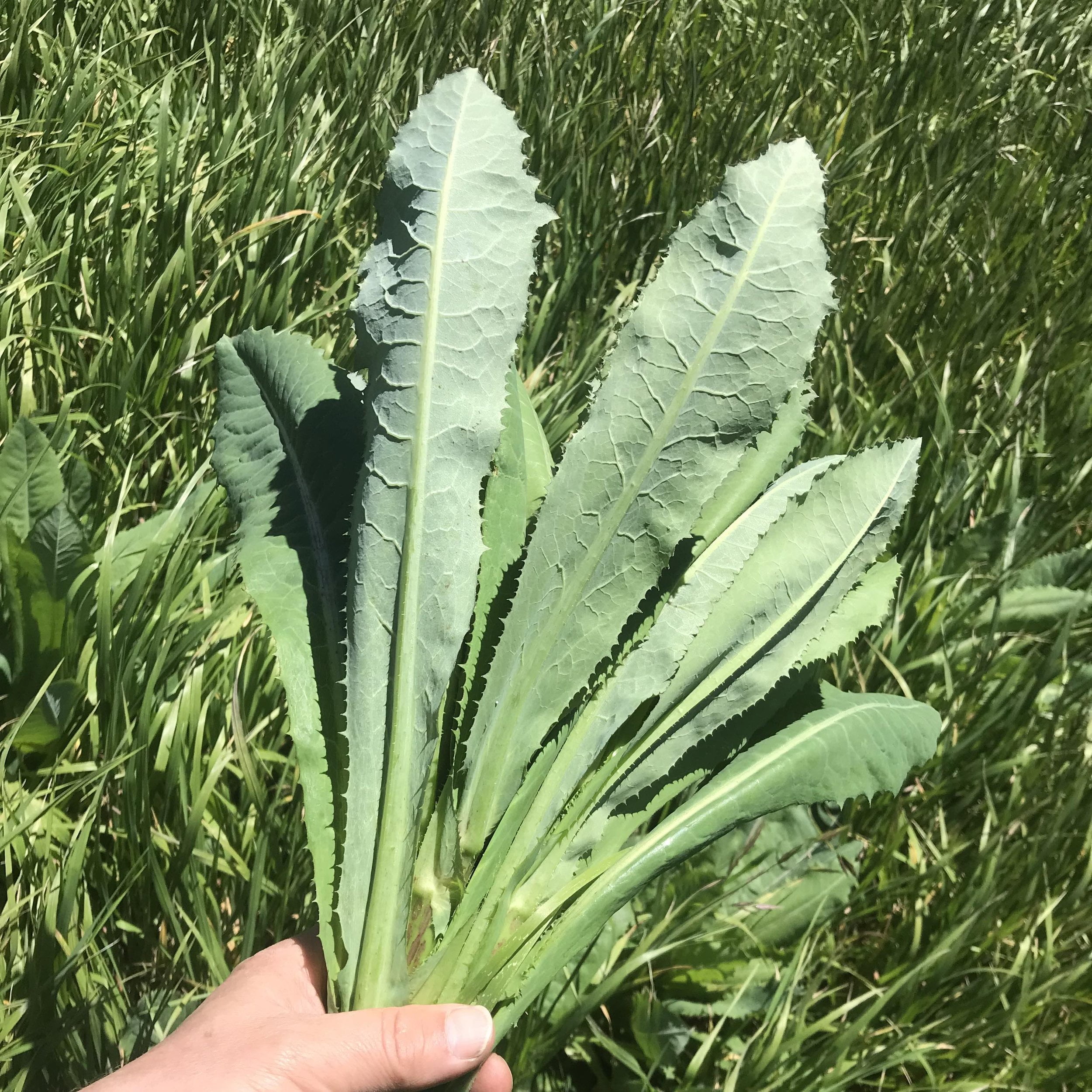 Effective ways to eliminate prickly lettuce from your garden Effective ways to eliminate prickly lettuce from your garden