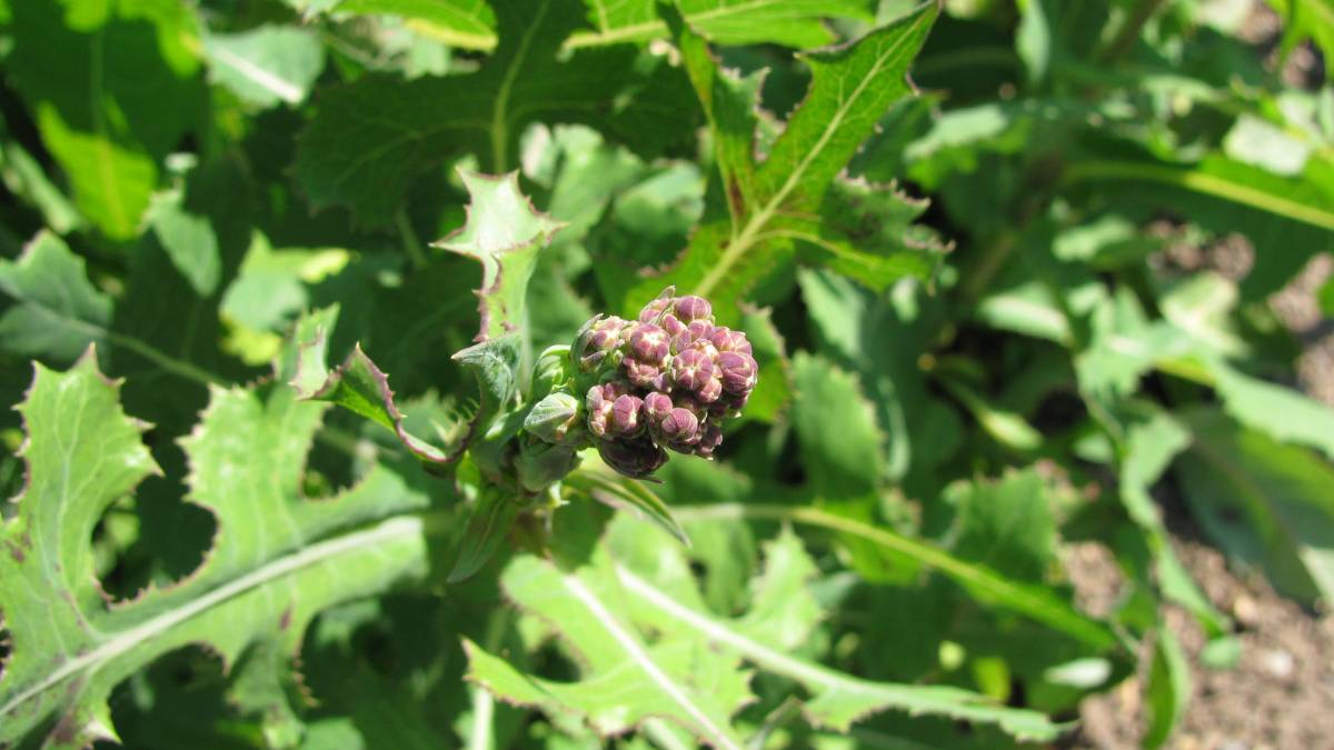 Effective ways to eliminate prickly lettuce from your garden Effective ways to eliminate prickly lettuce from your garden