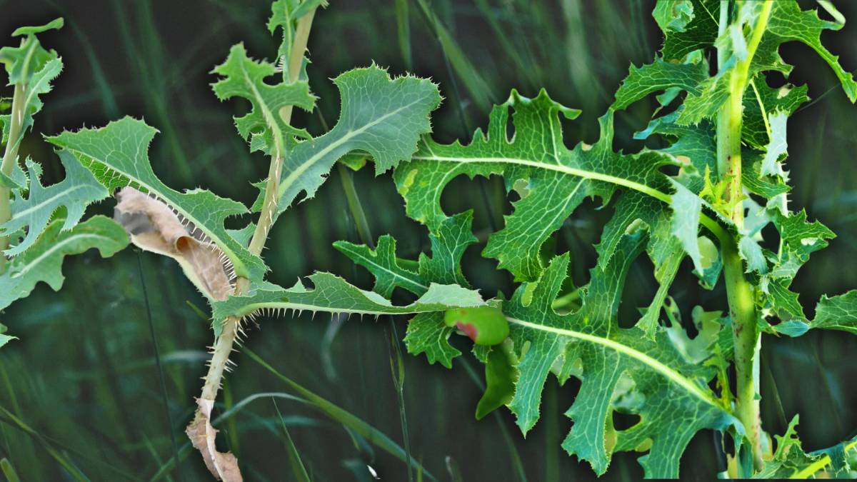 Effective ways to eliminate prickly lettuce from your garden Effective ways to eliminate prickly lettuce from your garden