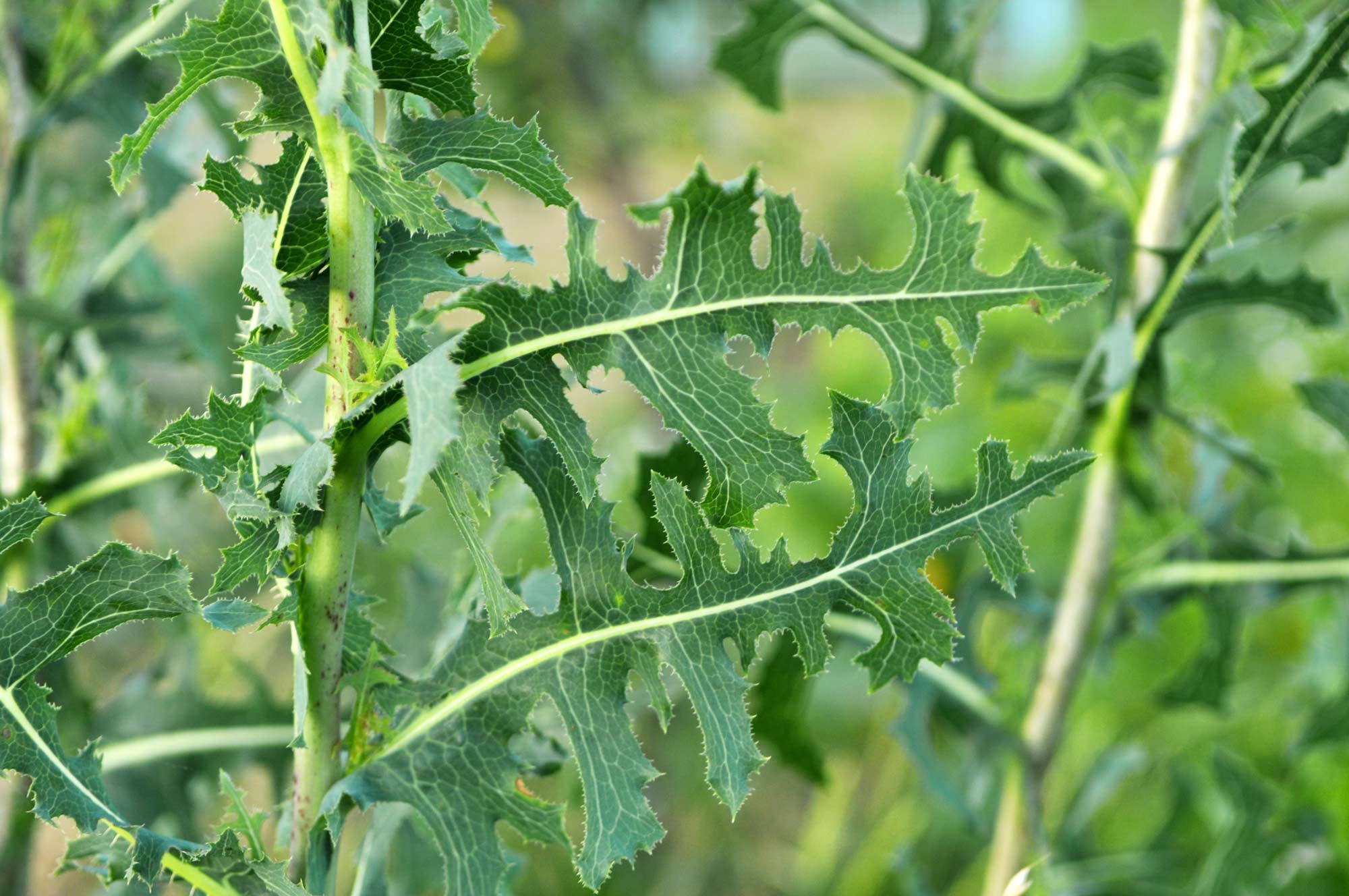 Effective ways to eliminate prickly lettuce from your garden Effective ways to eliminate prickly lettuce from your garden