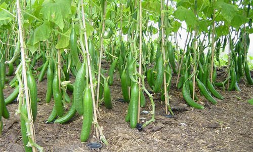 English Cucumber Farms: A Look at the Ideal Growing Locations English Cucumber Farms: A Look at the Ideal Growing Locations