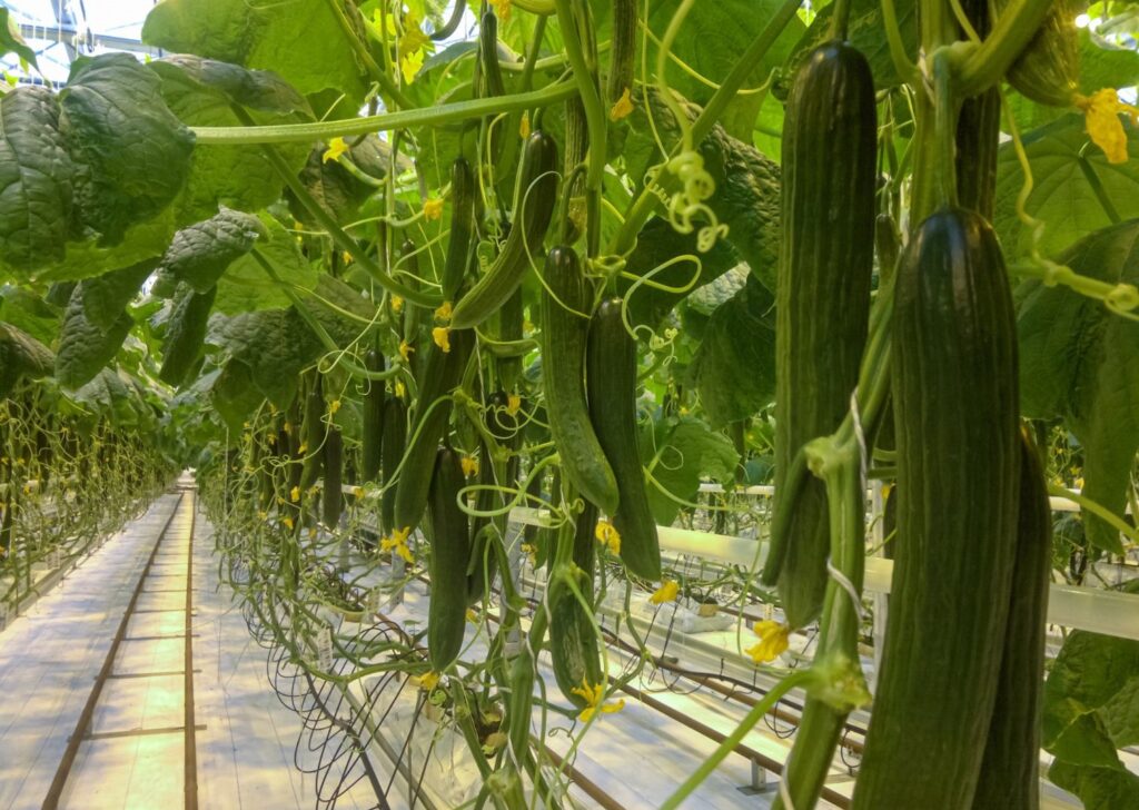 English Cucumber Farms: A Look at the Ideal Growing Locations English Cucumber Farms: A Look at the Ideal Growing Locations