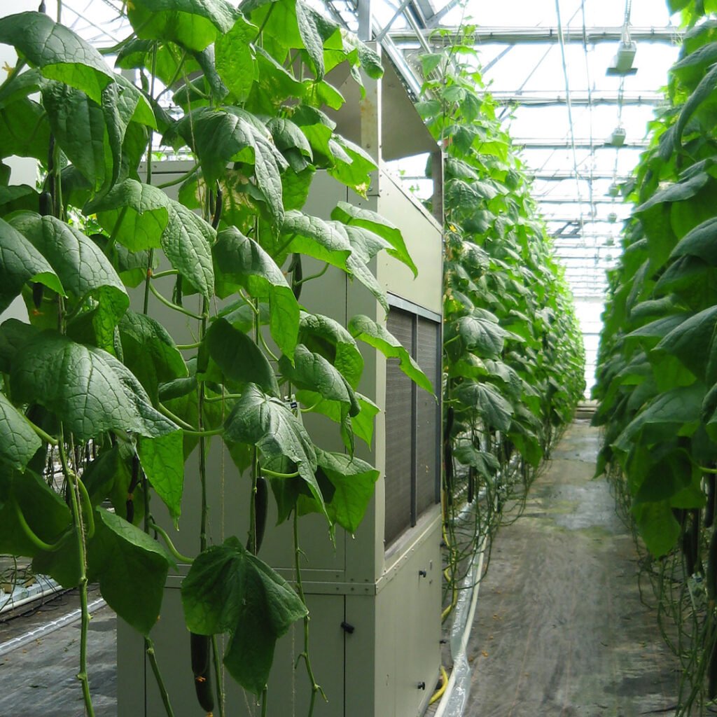 English Cucumber Farms: A Look at the Ideal Growing Locations English Cucumber Farms: A Look at the Ideal Growing Locations