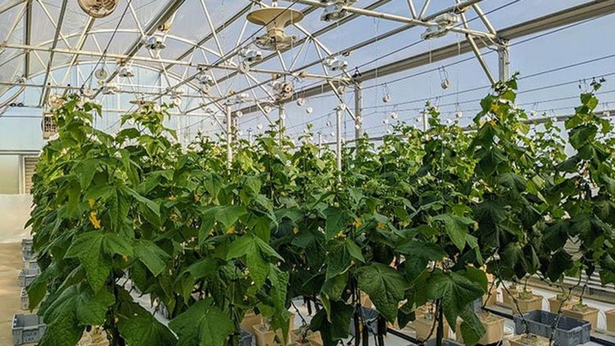 English Cucumber Farms: A Look at the Ideal Growing Locations English Cucumber Farms: A Look at the Ideal Growing Locations