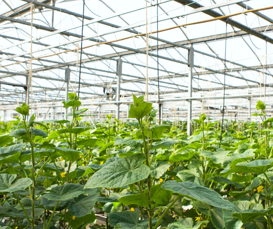 English Cucumber Farms: A Look at the Ideal Growing Locations English Cucumber Farms: A Look at the Ideal Growing Locations