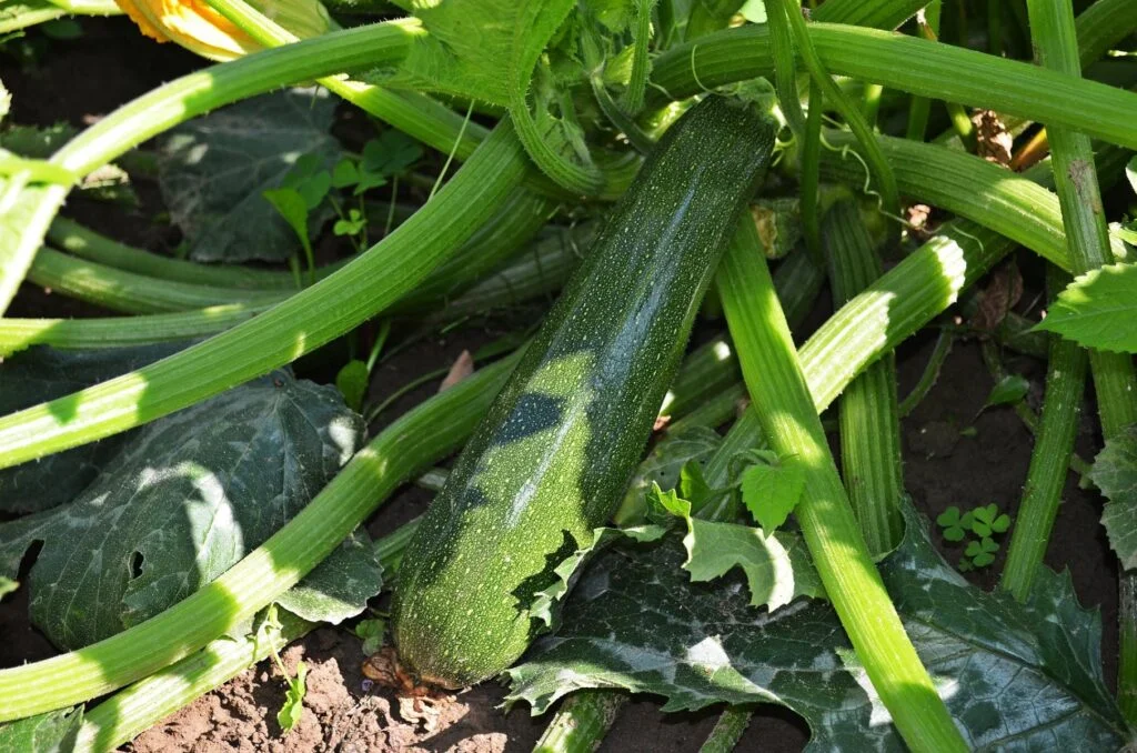 Exploring the Bitterness of Zucchini Exploring the Bitterness of Zucchini
