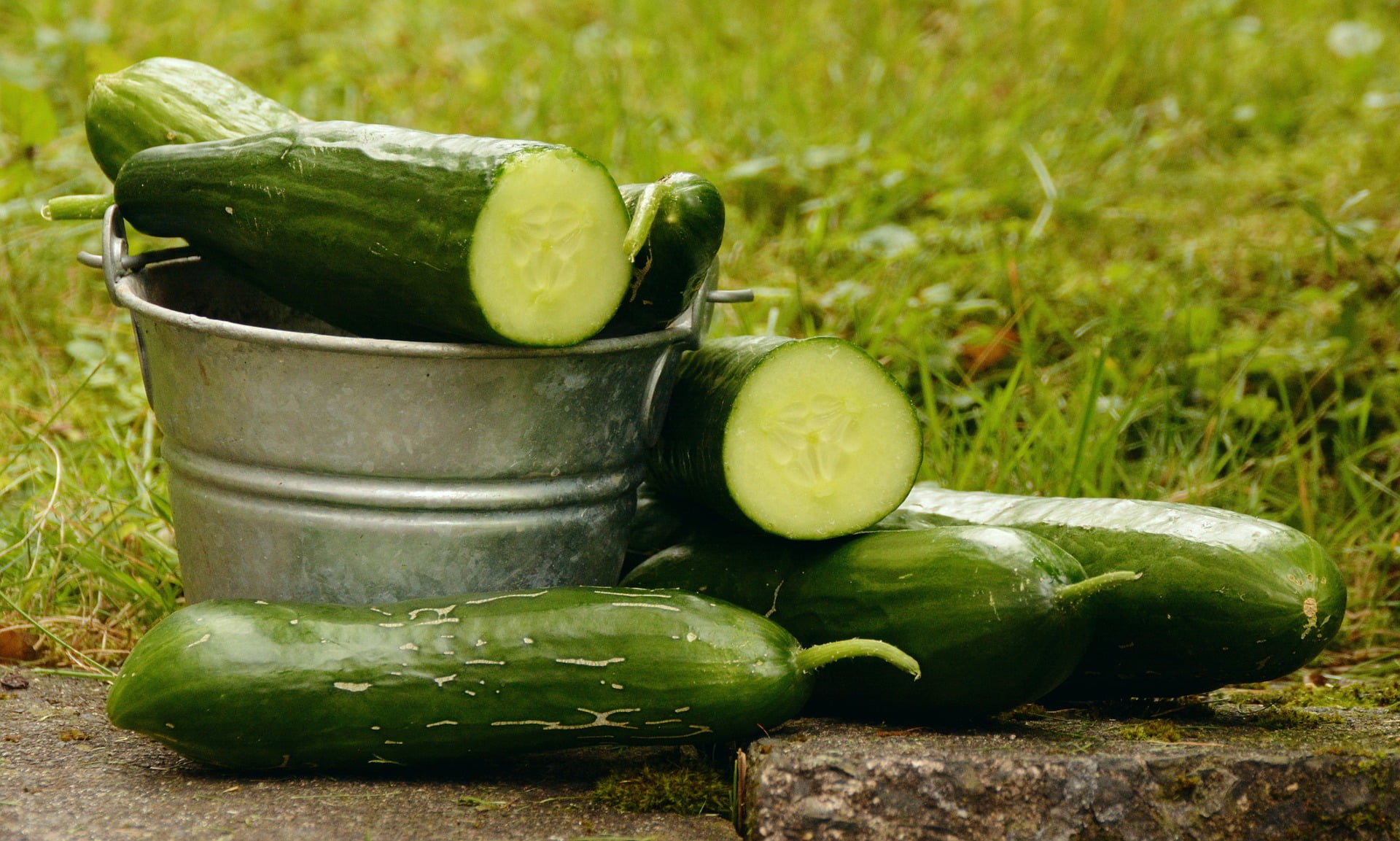 Why Is Zucchini Bitter? GreenThumbsGuide