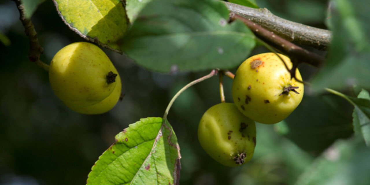 Exploring the Characteristics of Crab Apples