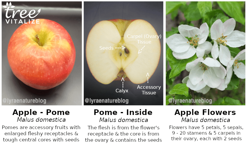Exploring the Characteristics of Crab Apples