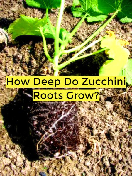 Exploring the Depths: How Deep Do Zucchini Roots Grow?