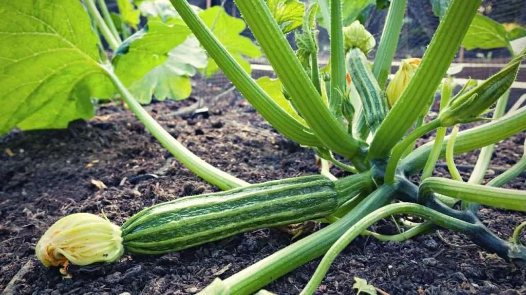 Exploring the Depths: How Deep Do Zucchini Roots Grow?