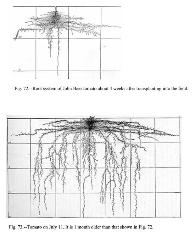 Exploring the Depths How Deep Do Zucchini Roots Grow? GreenThumbsGuide