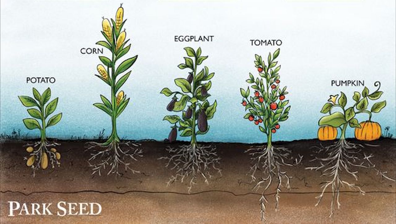 Exploring the Depths: How Deep Do Zucchini Roots Grow?