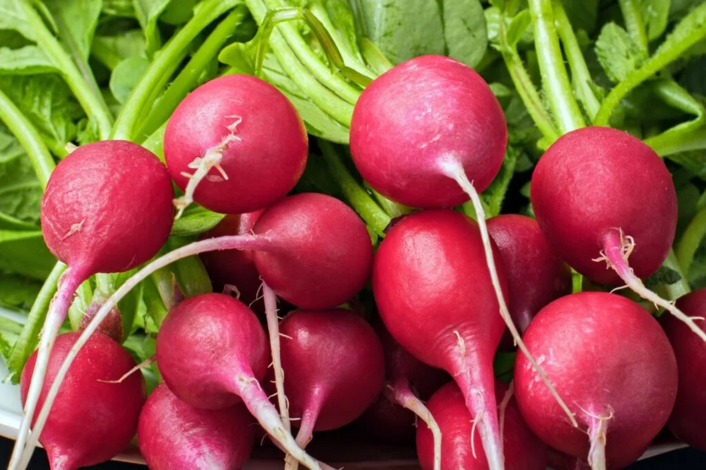 Exploring the Flavor Profile of Radishes