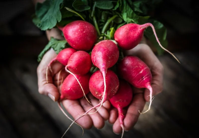 Exploring the Flavor Profile of Radishes