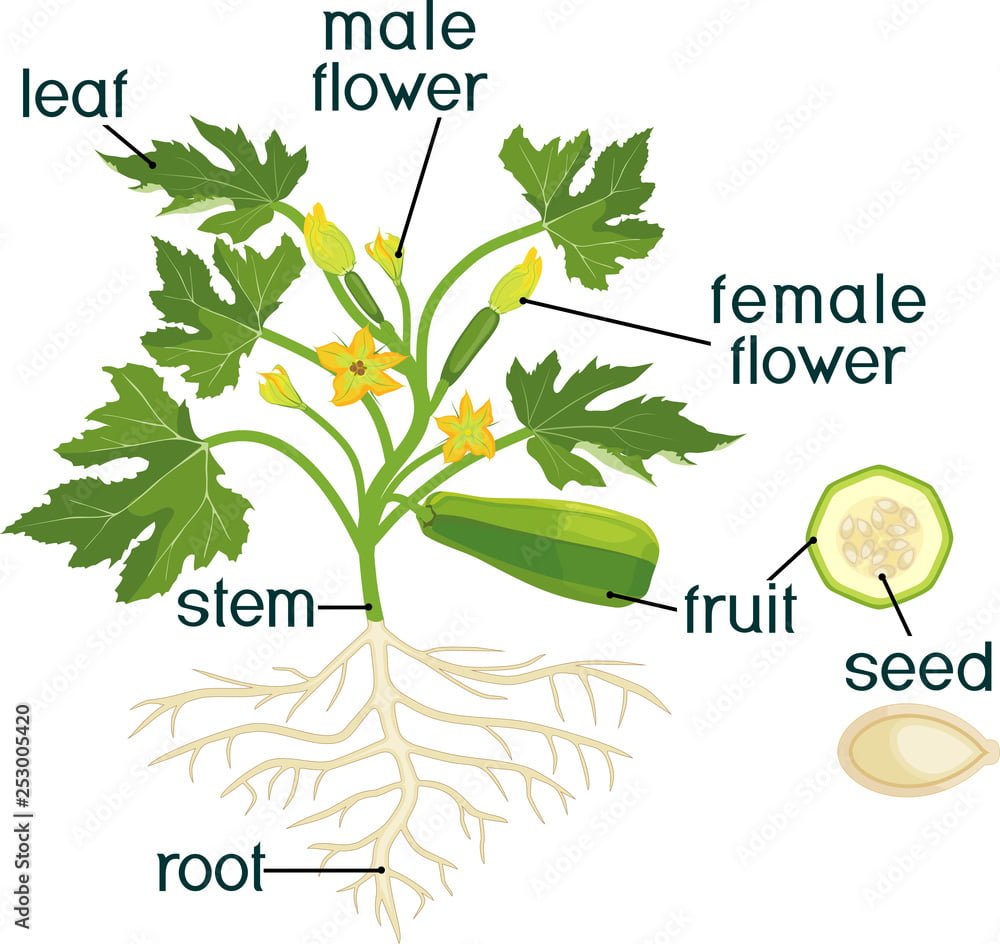 Exploring the Inner Anatomy of a Zucchini Exploring the Inner Anatomy of a Zucchini