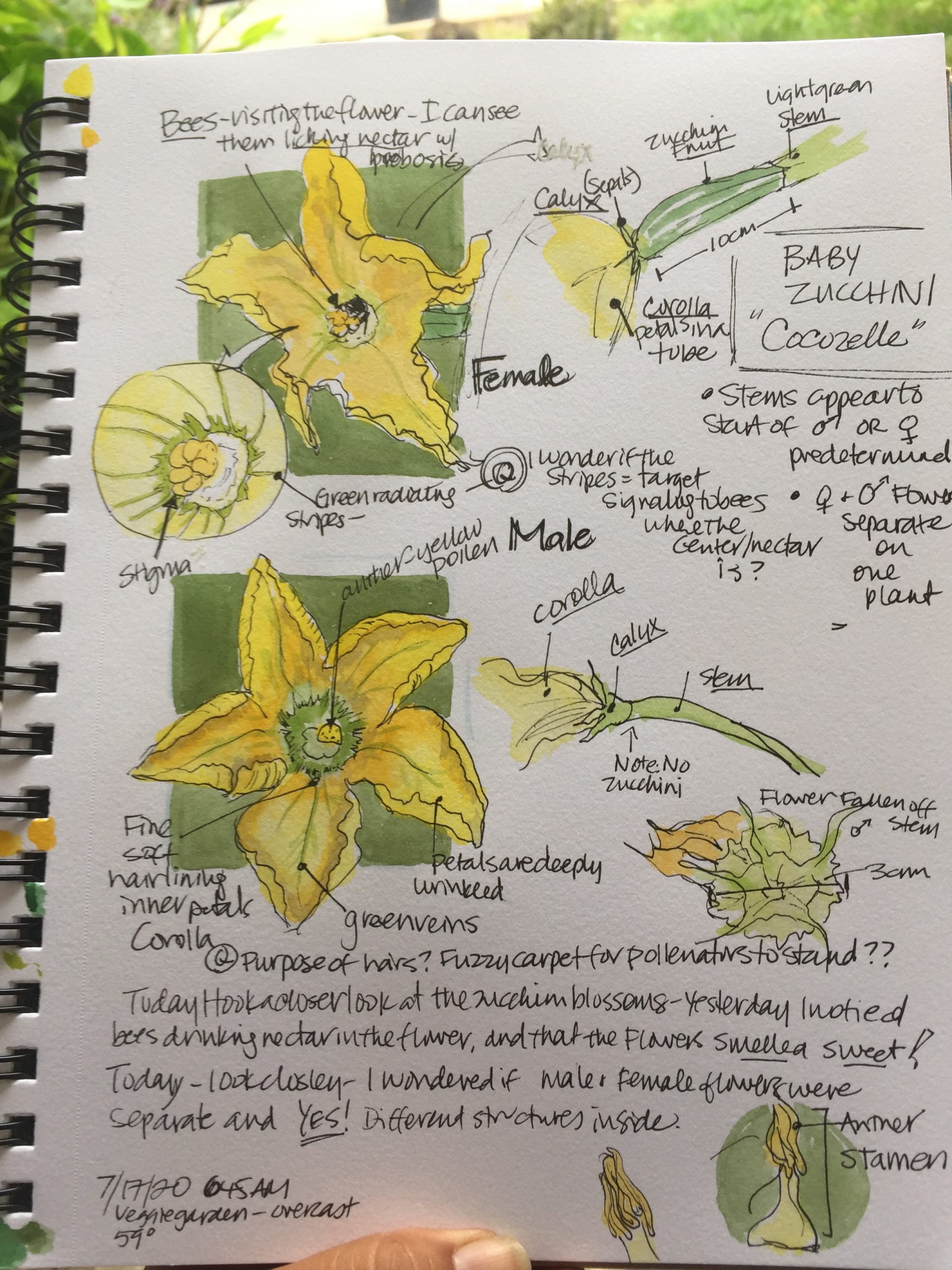 Exploring the Inner Anatomy of a Zucchini Exploring the Inner Anatomy of a Zucchini