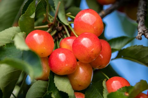 Exploring the Origins of Cherries Exploring the Origins of Cherries