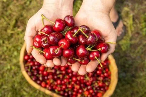 Exploring the Origins of Cherries