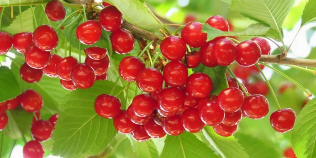 Exploring the Origins of Cherries