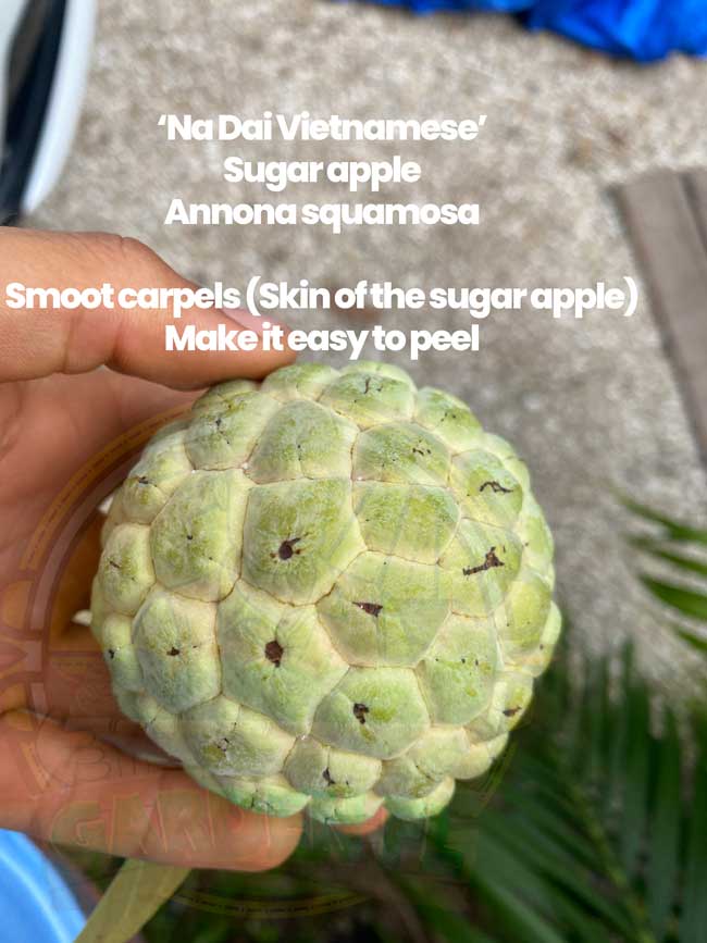 Exploring the Sweetness: What Are Sugar Apples? Exploring the Sweetness: What Are Sugar Apples?