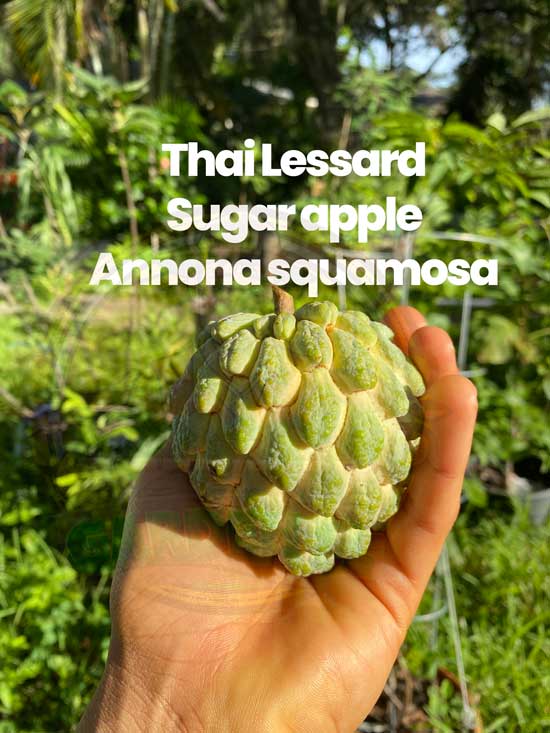 Exploring the Sweetness: What Are Sugar Apples? Exploring the Sweetness: What Are Sugar Apples?