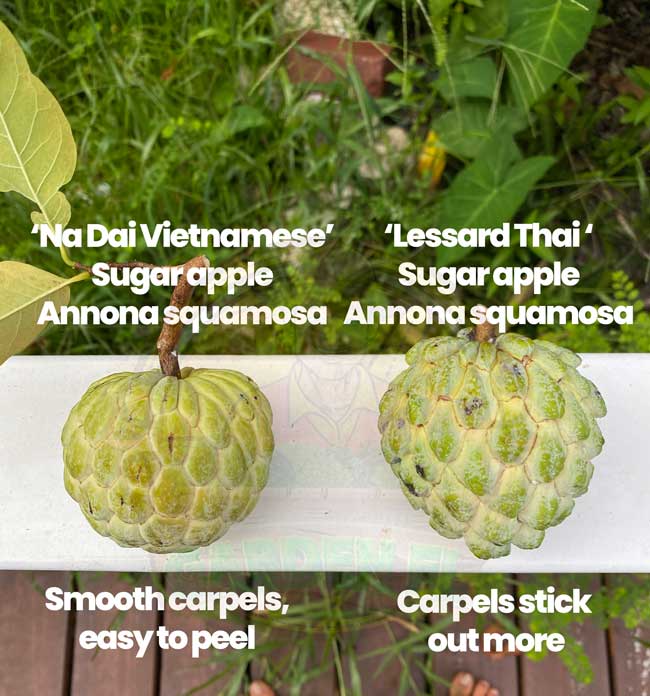 Exploring the Sweetness: What Are Sugar Apples? Exploring the Sweetness: What Are Sugar Apples?