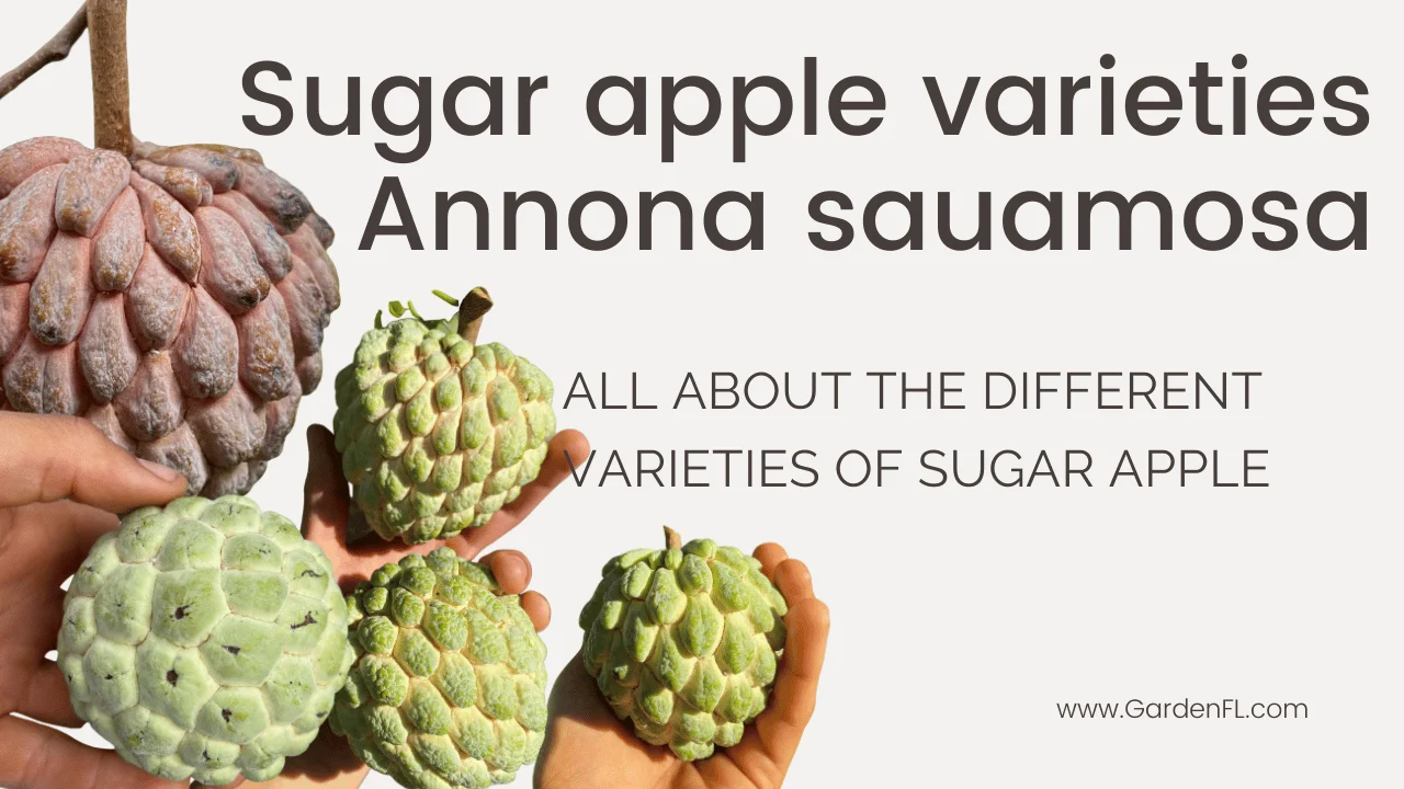 Exploring the Sweetness: What Are Sugar Apples?