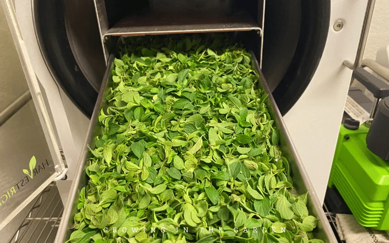 Freeze Drying Spinach: A Step-by-Step Guide