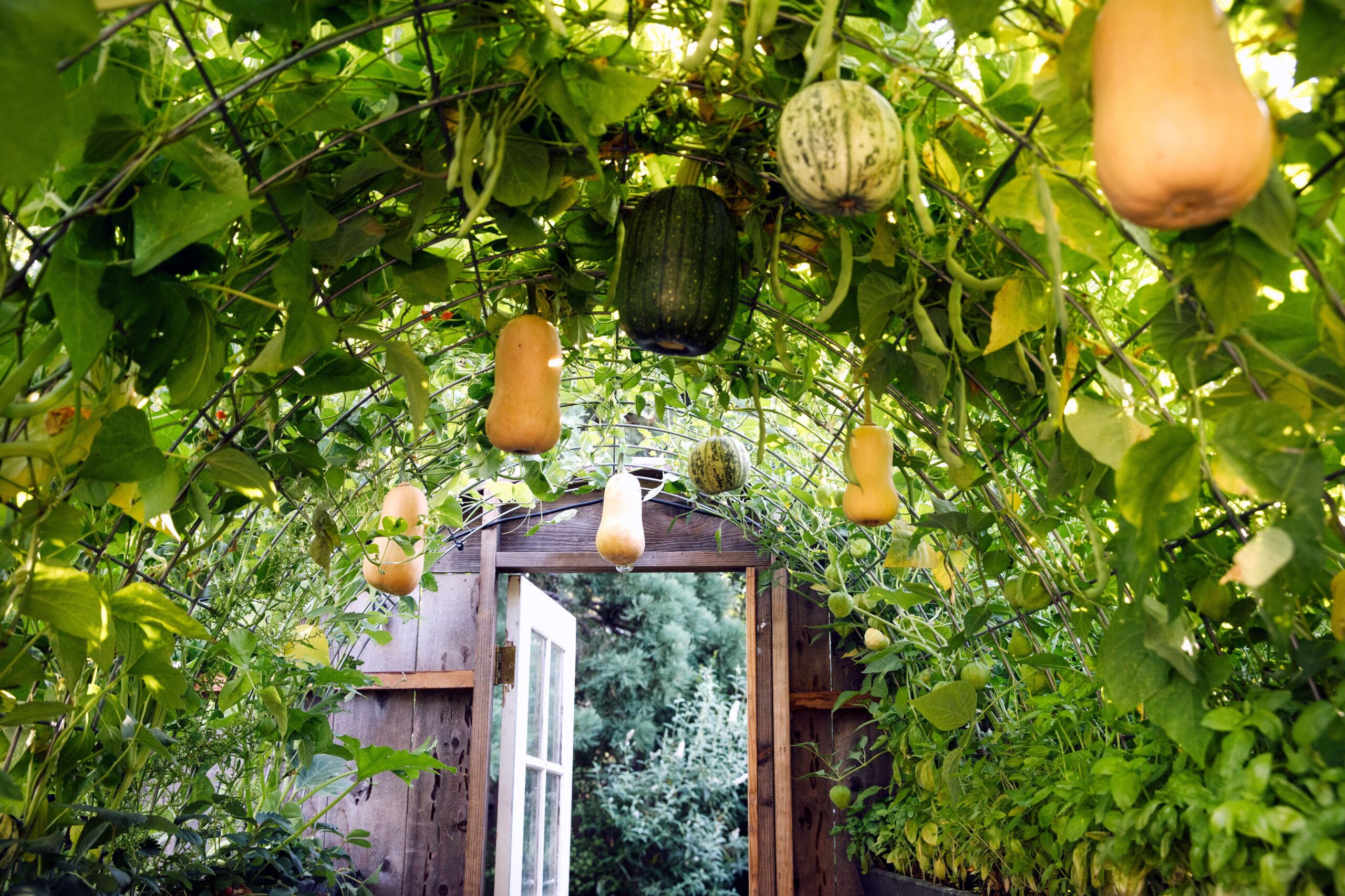 Growing Butternut Squash in a Small Space Growing Butternut Squash in a Small Space
