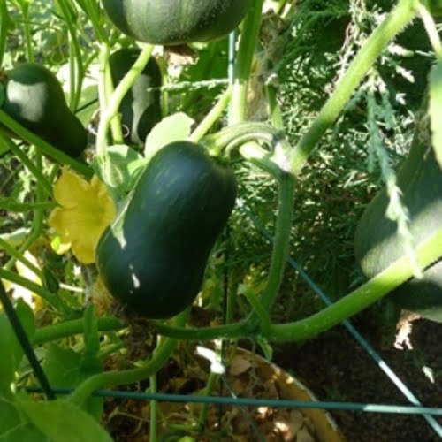 Growing Butternut Squash in a Small Space Growing Butternut Squash in a Small Space