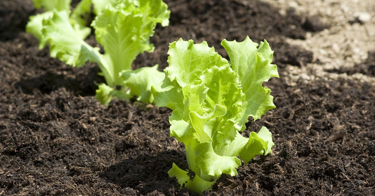Growing Lettuce in Arizona: Tips and Tricks Growing Lettuce in Arizona: Tips and Tricks