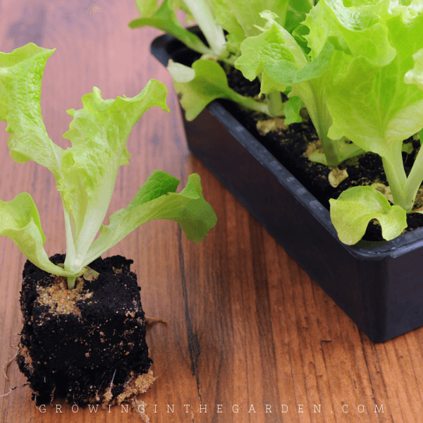 Growing Lettuce in Arizona: Tips and Tricks Growing Lettuce in Arizona: Tips and Tricks