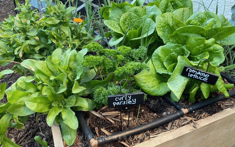 Growing Lettuce in Arizona: Tips and Tricks Growing Lettuce in Arizona: Tips and Tricks