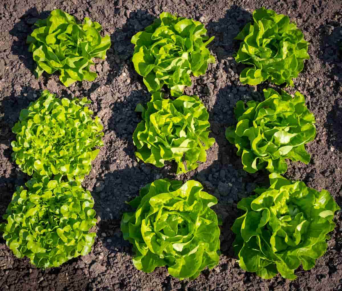 Growing Lettuce in Arizona: Tips and Tricks Growing Lettuce in Arizona: Tips and Tricks