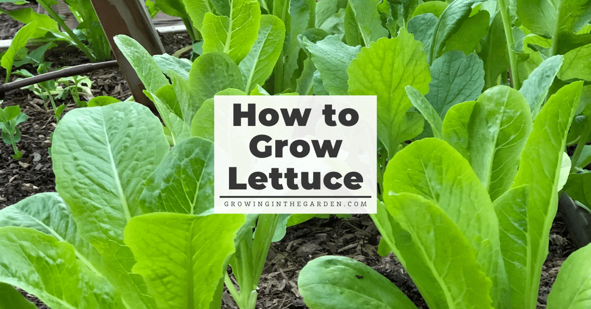 Growing Lettuce in Arizona: Tips and Tricks Growing Lettuce in Arizona: Tips and Tricks