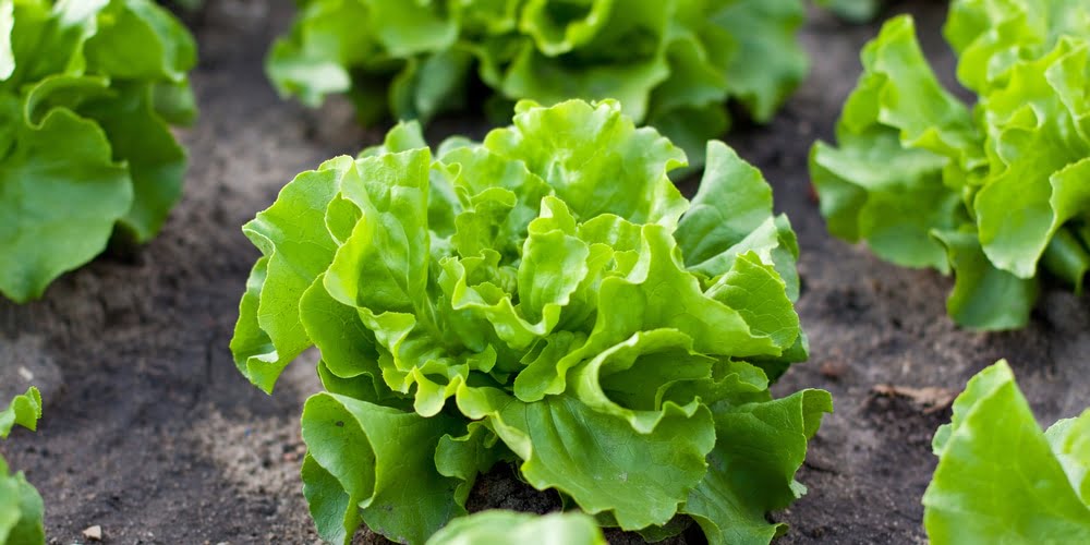Growing Lettuce in Texas: Tips and Tricks Growing Lettuce in Texas: Tips and Tricks