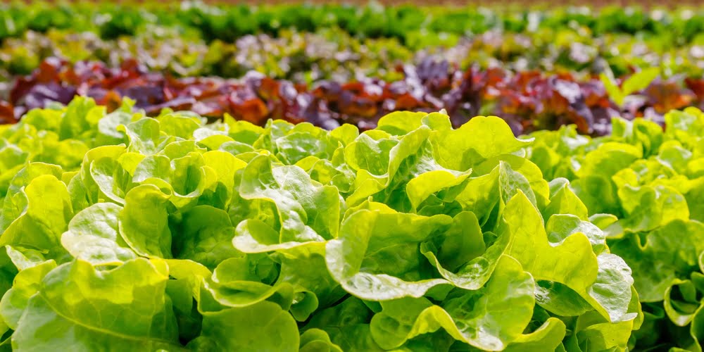 Growing Lettuce in Texas: Tips and Tricks Growing Lettuce in Texas: Tips and Tricks