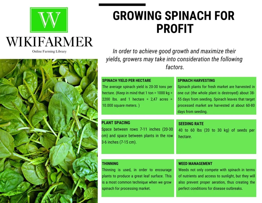 Growing Spinach Without Seeds: A Step-by-Step Guide