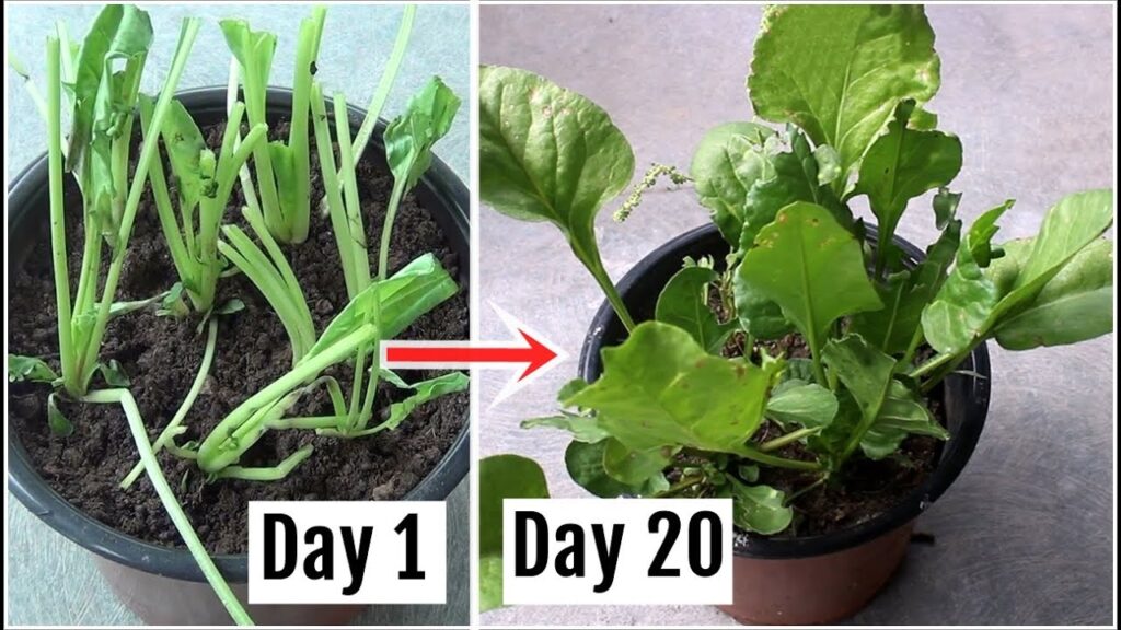 Growing Spinach Without Seeds: A Step-by-Step Guide Growing Spinach Without Seeds: A Step-by-Step Guide