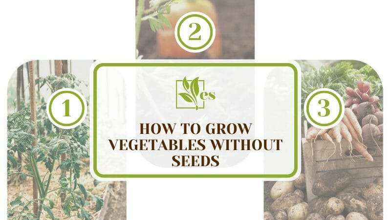 Growing Spinach Without Seeds: A Step-by-Step Guide Growing Spinach Without Seeds: A Step-by-Step Guide