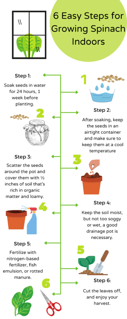 Growing Spinach Without Seeds: A Step-by-Step Guide Growing Spinach Without Seeds: A Step-by-Step Guide
