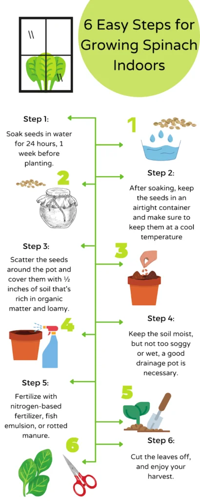 Growing Spinach Without Seeds: A Step-by-Step Guide