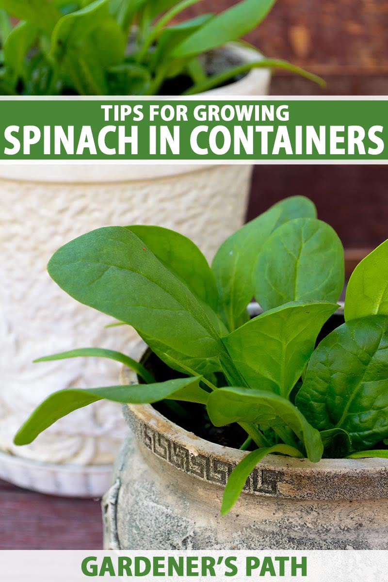 Growing Tips for Bloomsdale Spinach