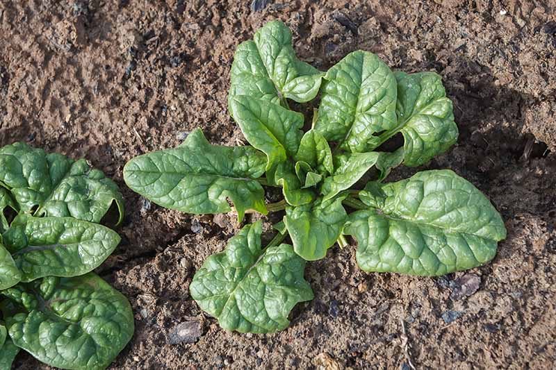 Growing Tips for Bloomsdale Spinach