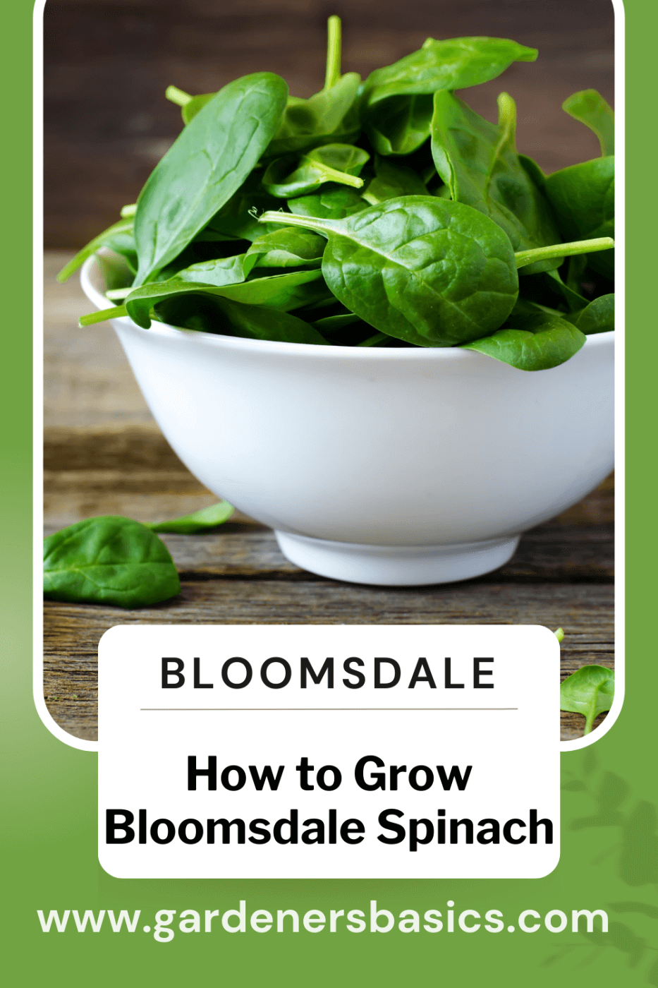 Growing Tips for Bloomsdale Spinach
