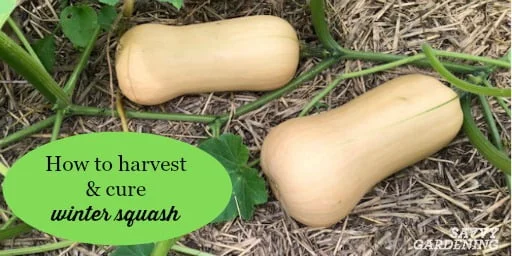 Harvesting Butternut Squash: A Guide to Knowing When Its Ready