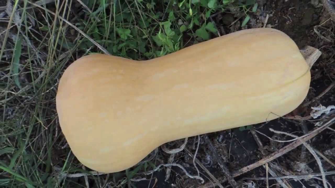 Harvesting Butternut Squash: A Guide to Knowing When Its Ready